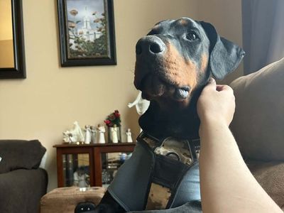 2YO Trained Neutered Male Doberman