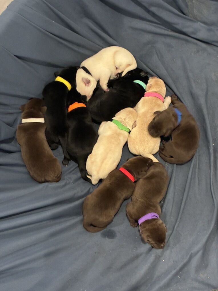 AKC Lab Puppies! Just In Time For Valentines!!!