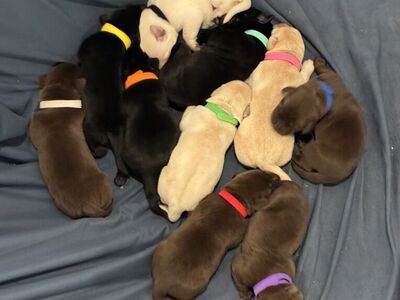 AKC Lab Puppies! Just In Time For Valentines!!!