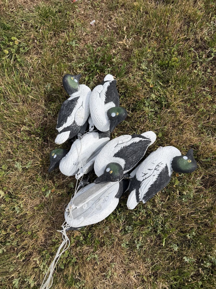 6 Higdon Goldeneye Decoys