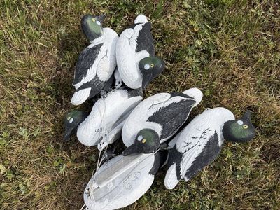 6 Higdon Goldeneye Decoys