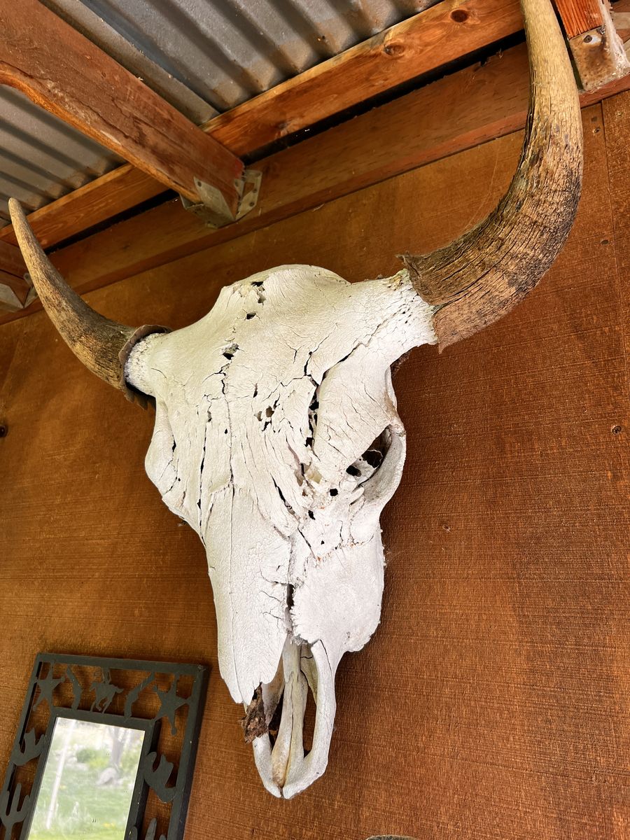 Buffalo head Skull