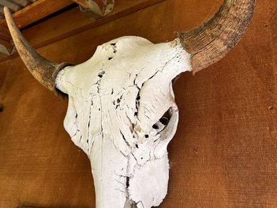 Buffalo head Skull