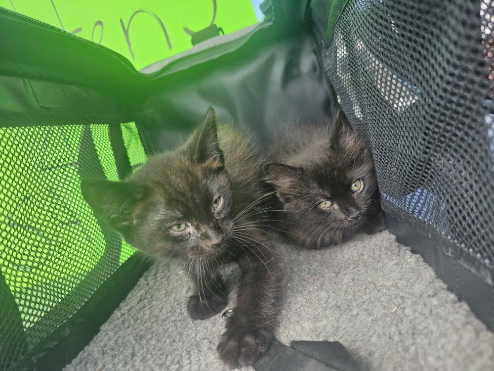 Adorable Black Kittens - Ready for Adoption! Two Sweet Siblings, Playful and Loving