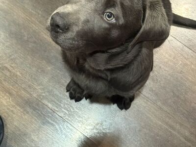 Charcoal Lab