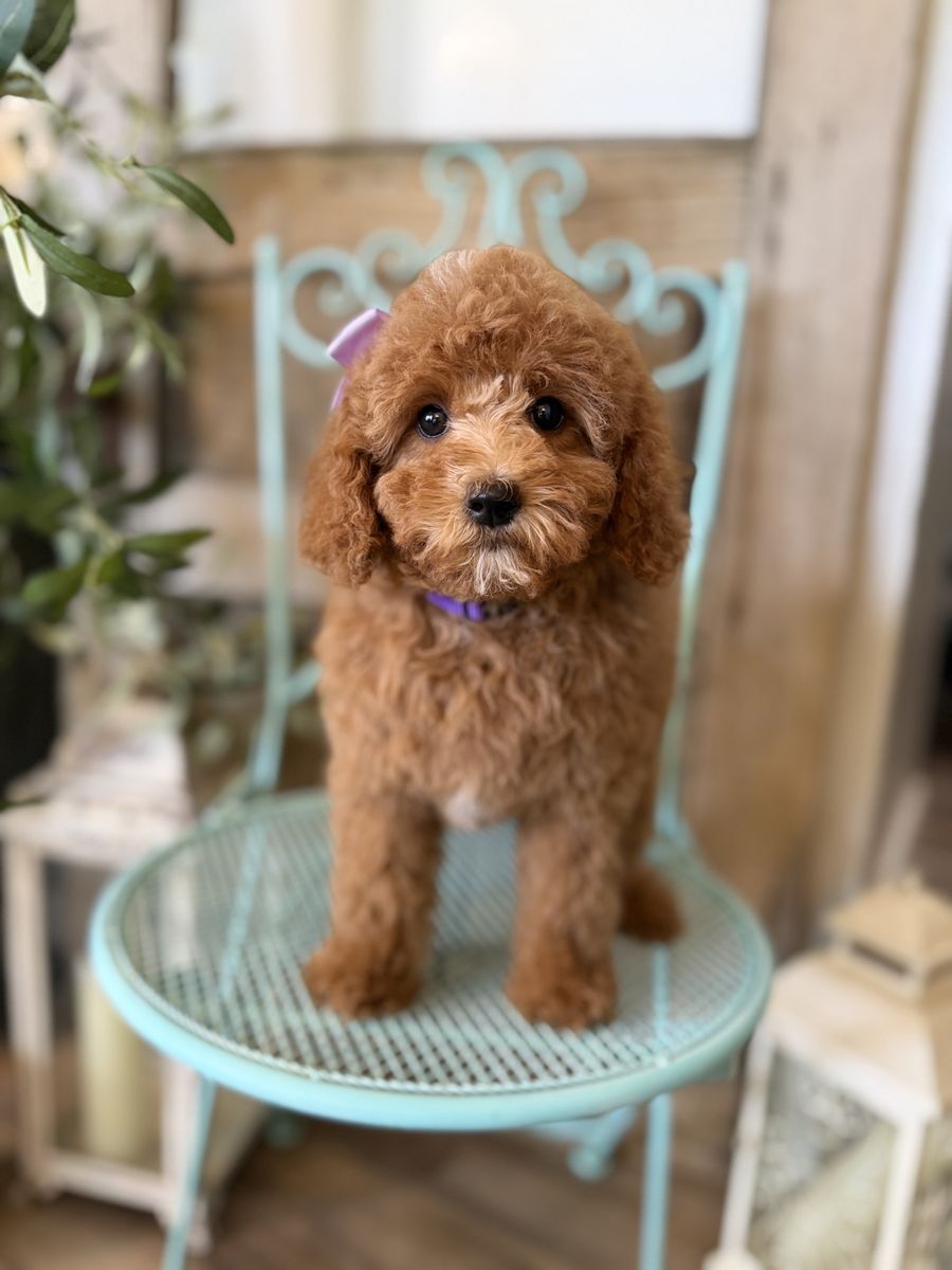 Teacup Goldendoodle puppies ~Price Drop~