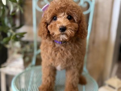 Teacup Goldendoodle puppies ~Price Drop~