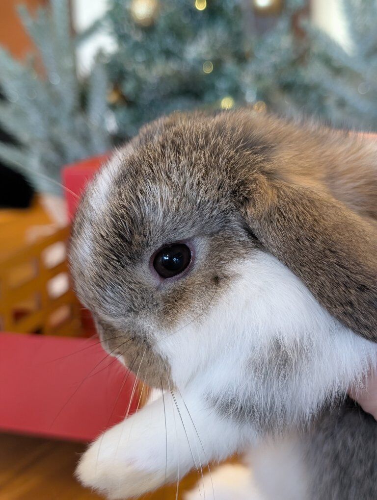 Holland Lop Bunnies ready for Christmas!