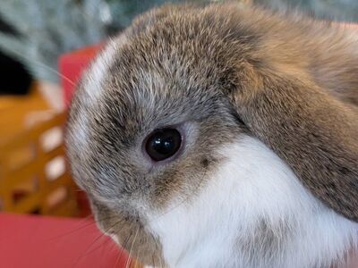 Holland Lop Bunnies ready for Christmas!