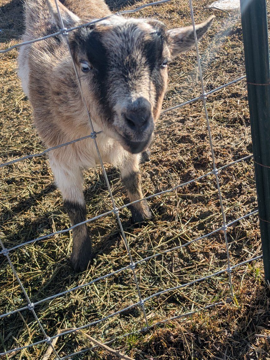 Female Nigerian Dwarf Goat for sale!