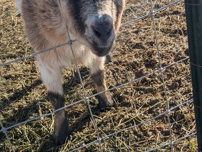 Female Nigerian Dwarf Goat for sale!