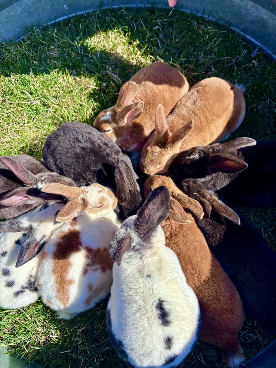 Standard Rex rabbits