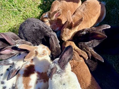 Standard Rex rabbits