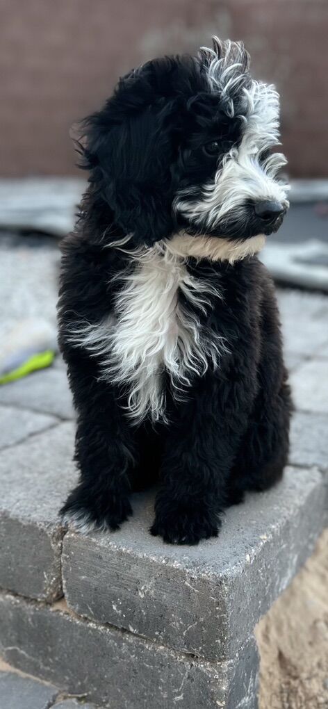 Mini Portidoodle Puppies