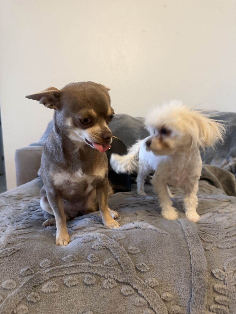 2 females AKC Chihuahua one Maltese poodle