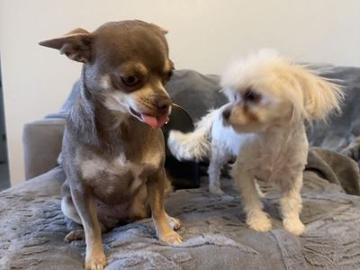 2 females AKC Chihuahua one Maltese poodle
