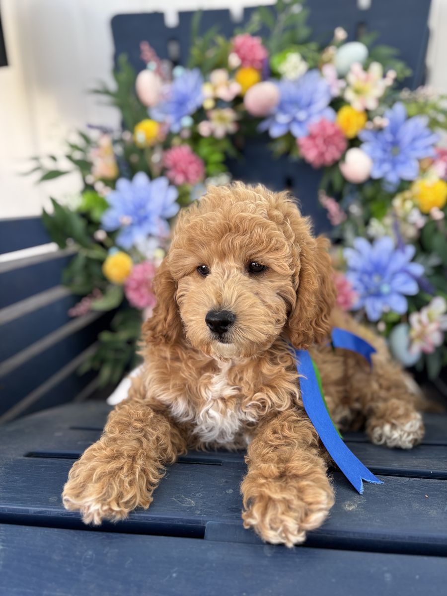 F1b Mini Goldendoodle - 11 wks old - Trained