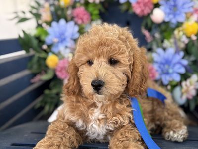 F1b Mini Goldendoodle - 11 wks old - Trained