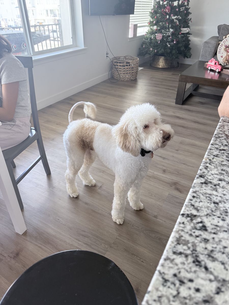 Hermes needs a new home