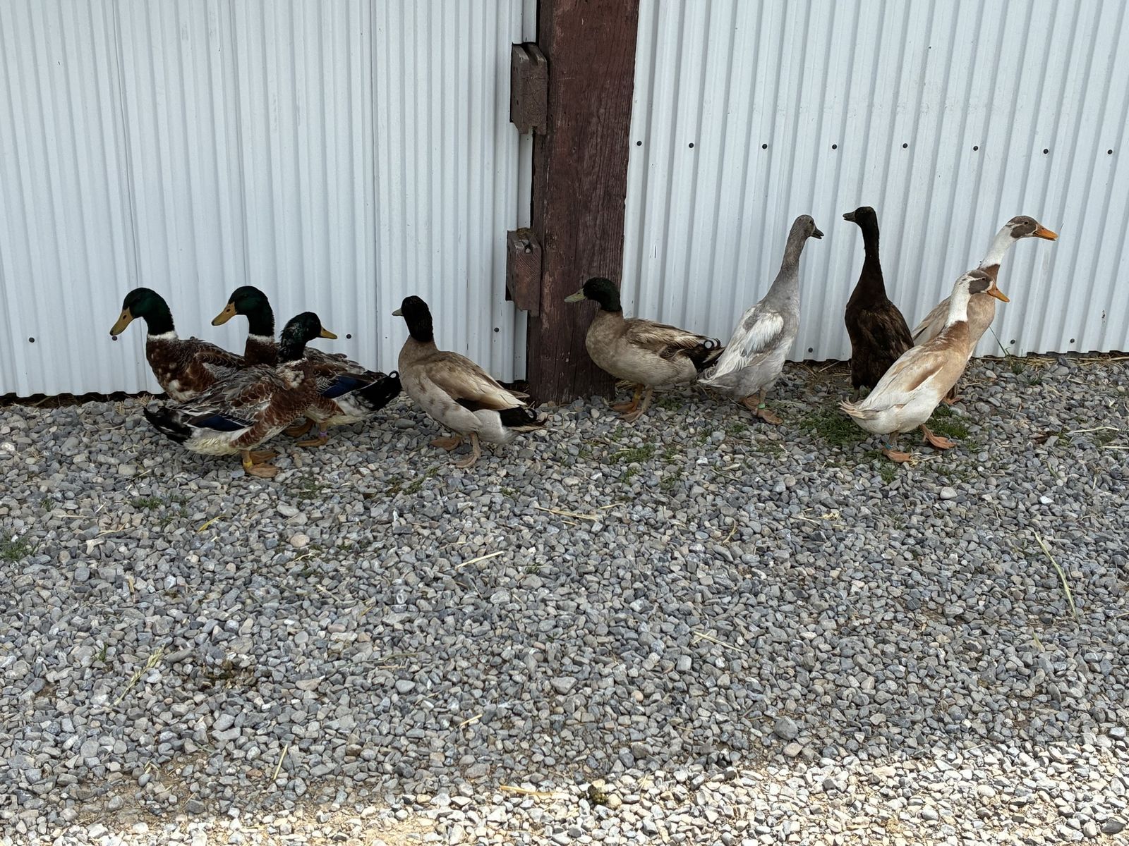 Male Ducks