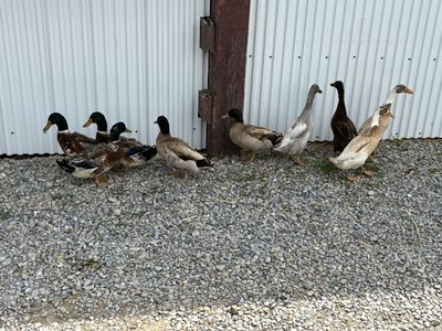 Male Ducks