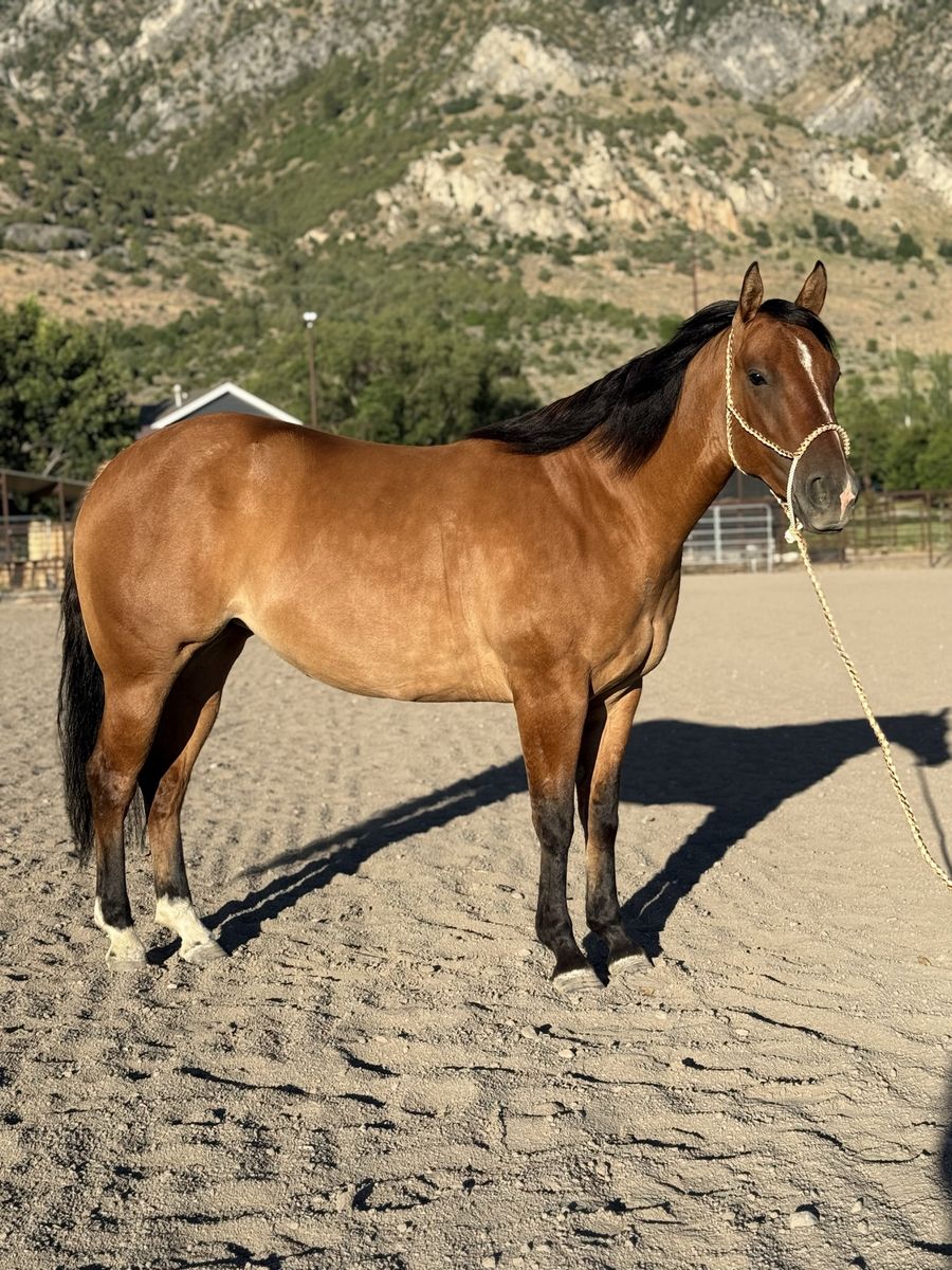 GENTLE 3 Year Old AQHA Dun Mare