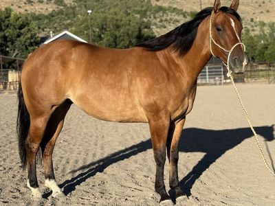 GENTLE 3 Year Old AQHA Dun Mare