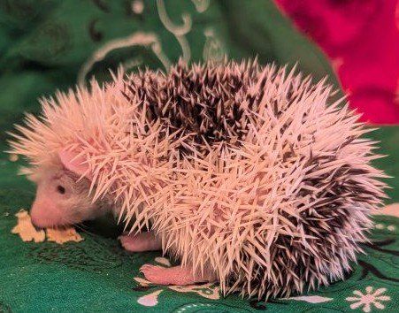 Make Baby Hedgehog "Tiggy Winkle"