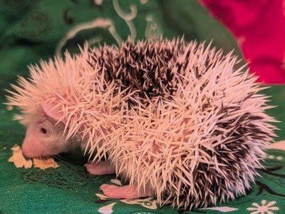 Make Baby Hedgehog "Tiggy Winkle"