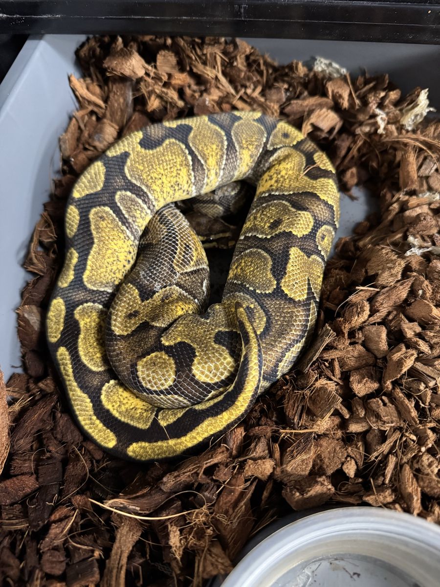 2024 Female Ball Python