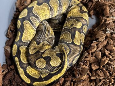 2024 Female Ball Python