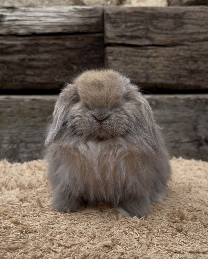 Holland Lop Buck