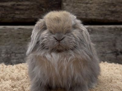 Holland Lop Buck