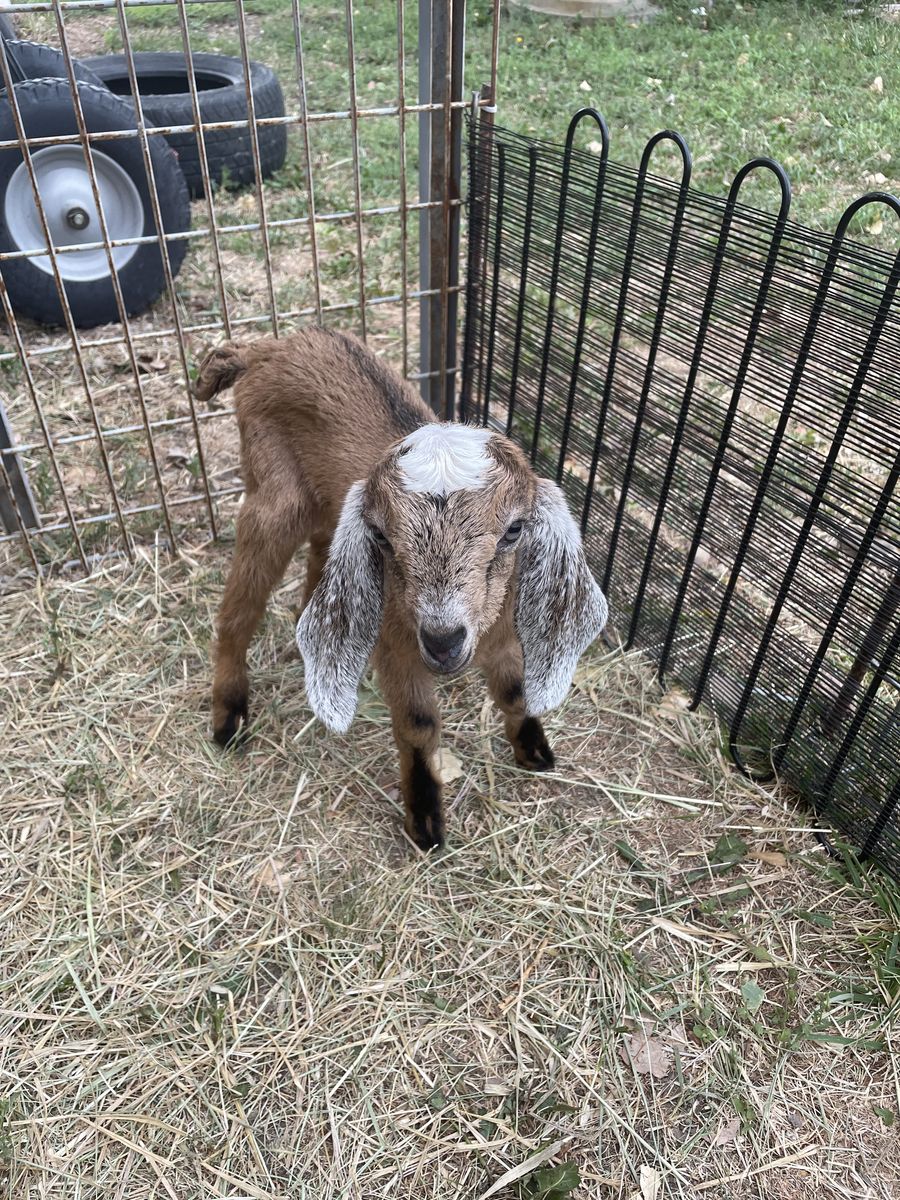 Nubian goat kids to bottle feed!