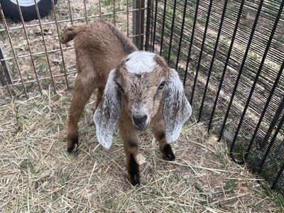 Nubian goat kids to bottle feed!