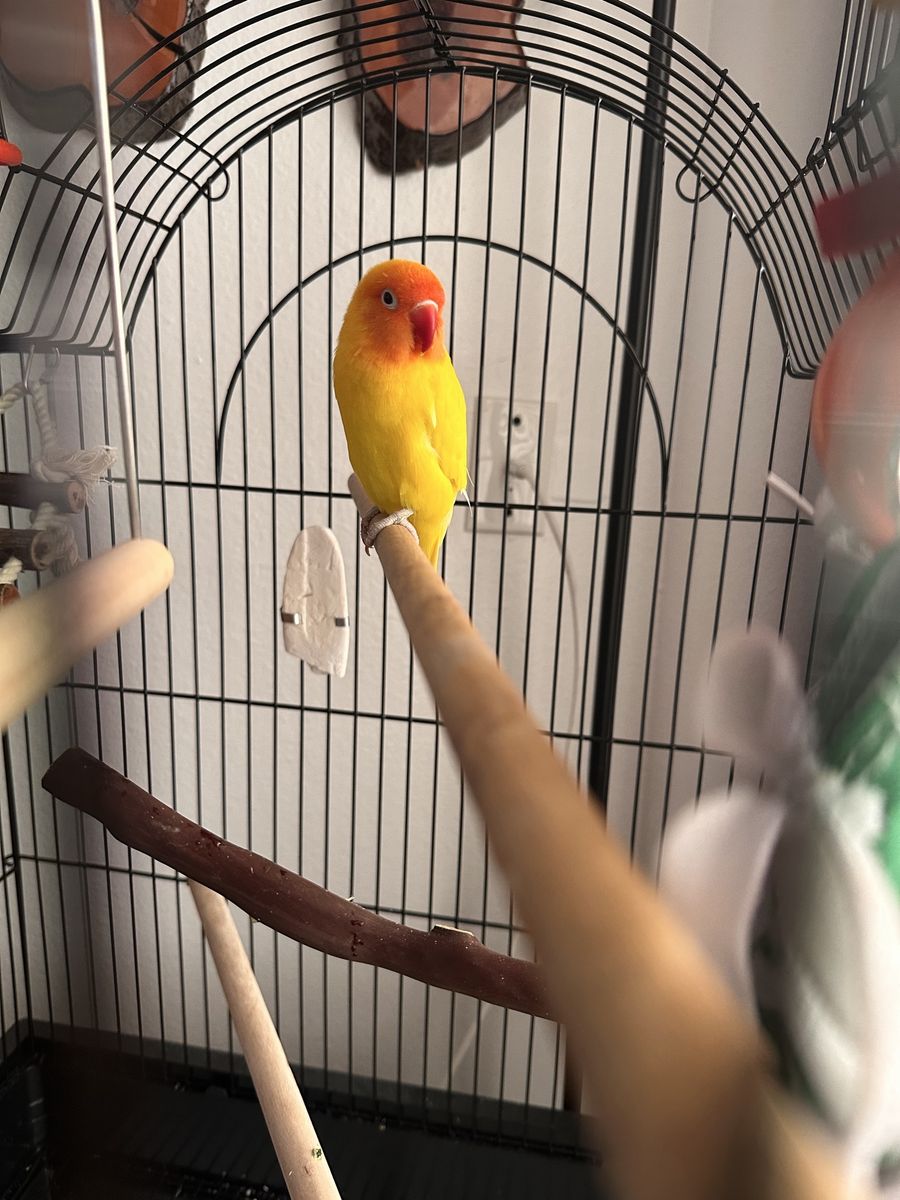 Lutino Lovebird with Cage and Accessories