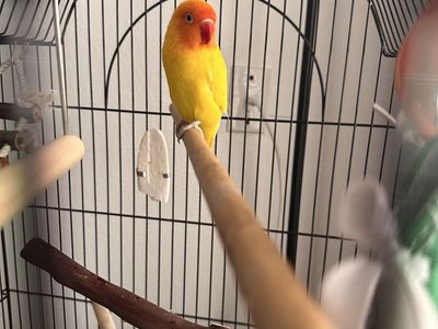 Lutino Lovebird with Cage and Accessories