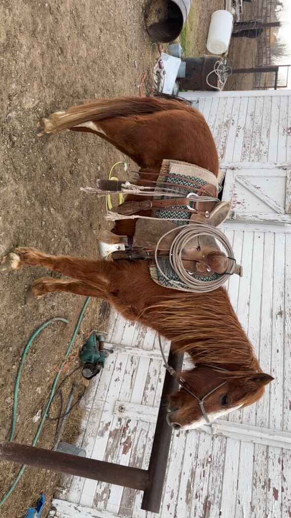 5-6yr Old Sorrel Mustang
