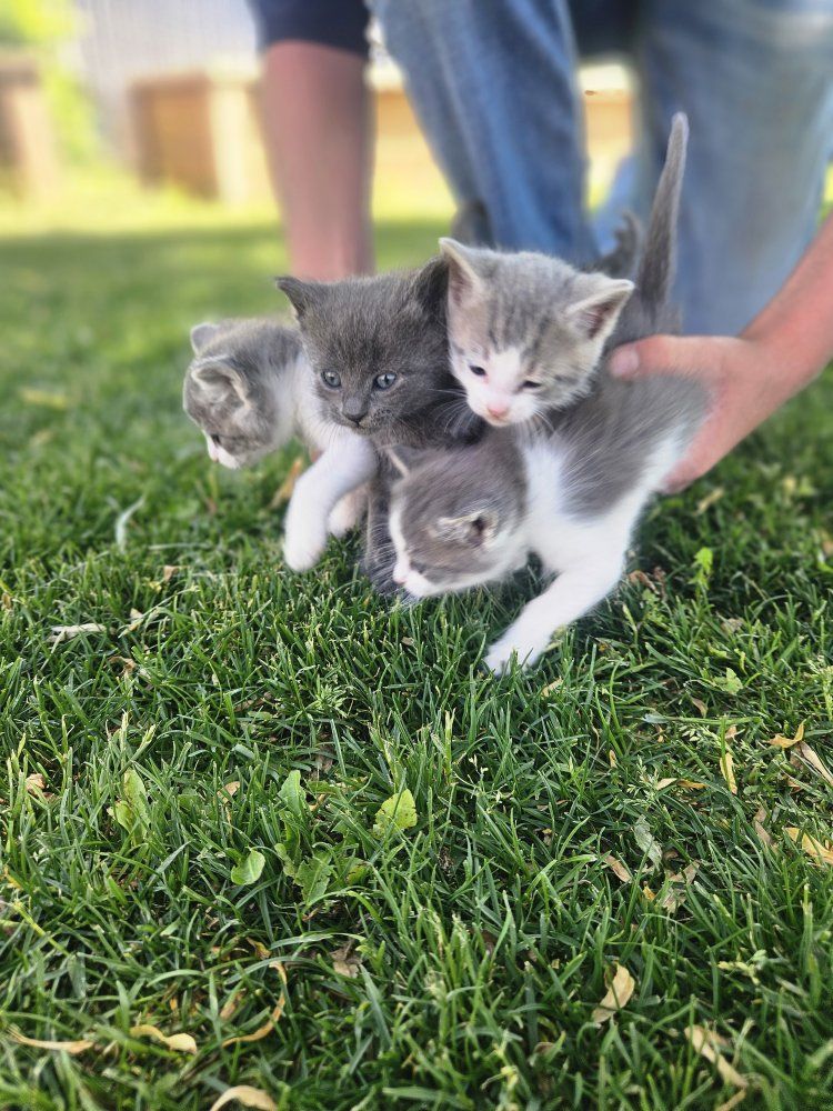 Kittens