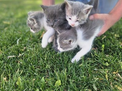 Kittens