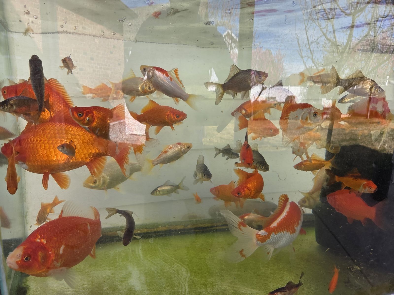 Utah Raised Pond Fish
