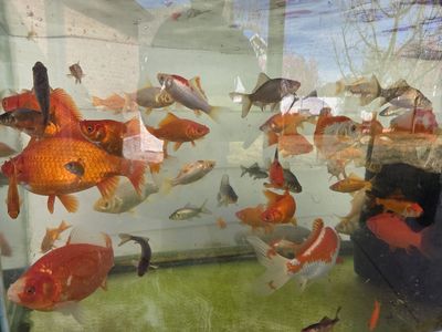 Utah Raised Pond Fish