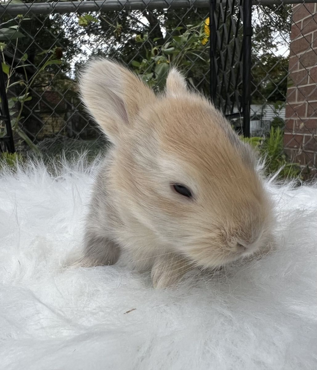 Reserve your English Angora baby today!