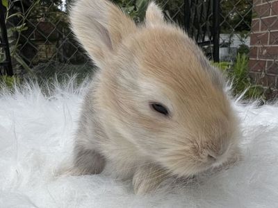 Reserve your English Angora baby today!