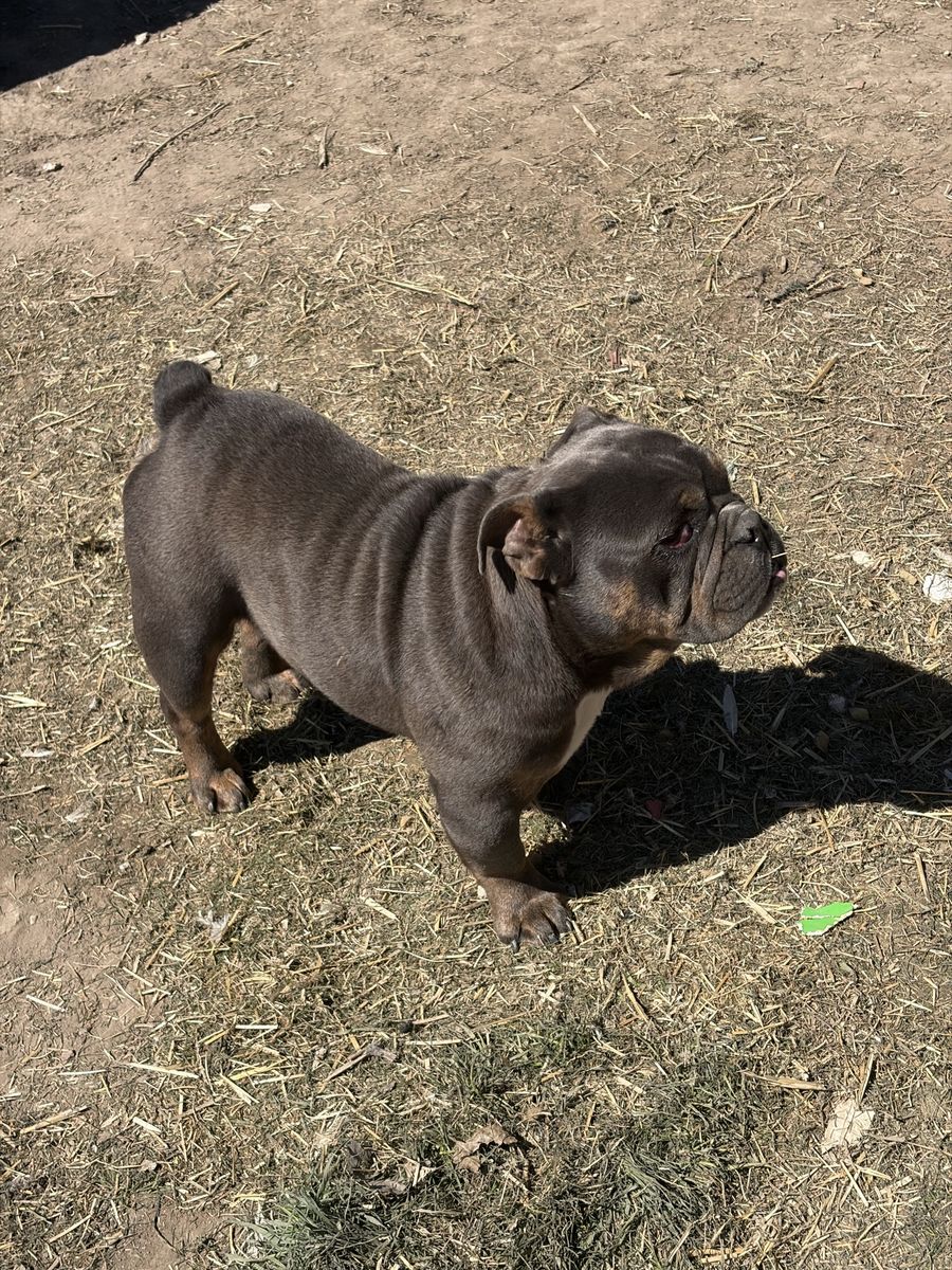 English Bulldog pups