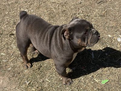 English Bulldog pups