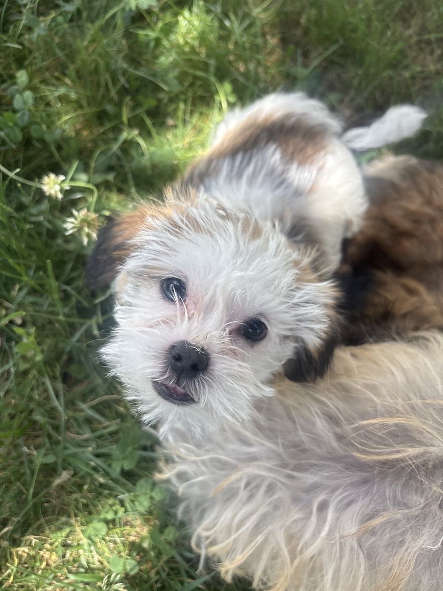 Shih Tzu mix male puppy