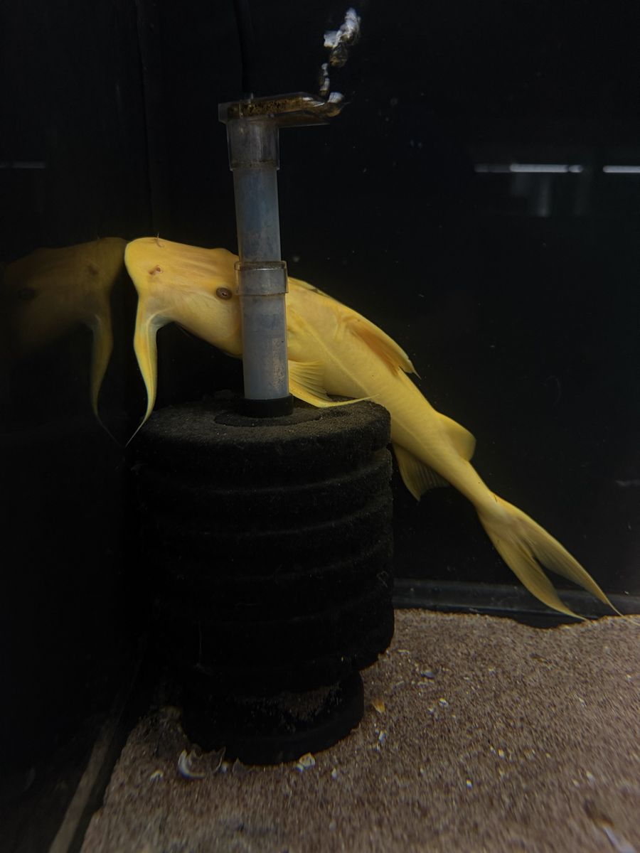 “Rare” Albino goonch