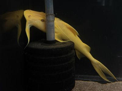 “Rare” Albino goonch
