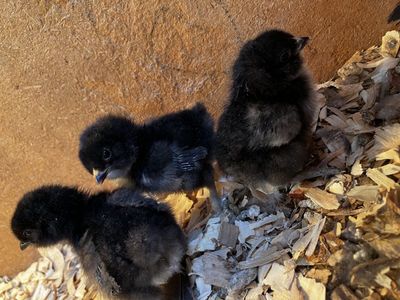 Black copper maran chicks